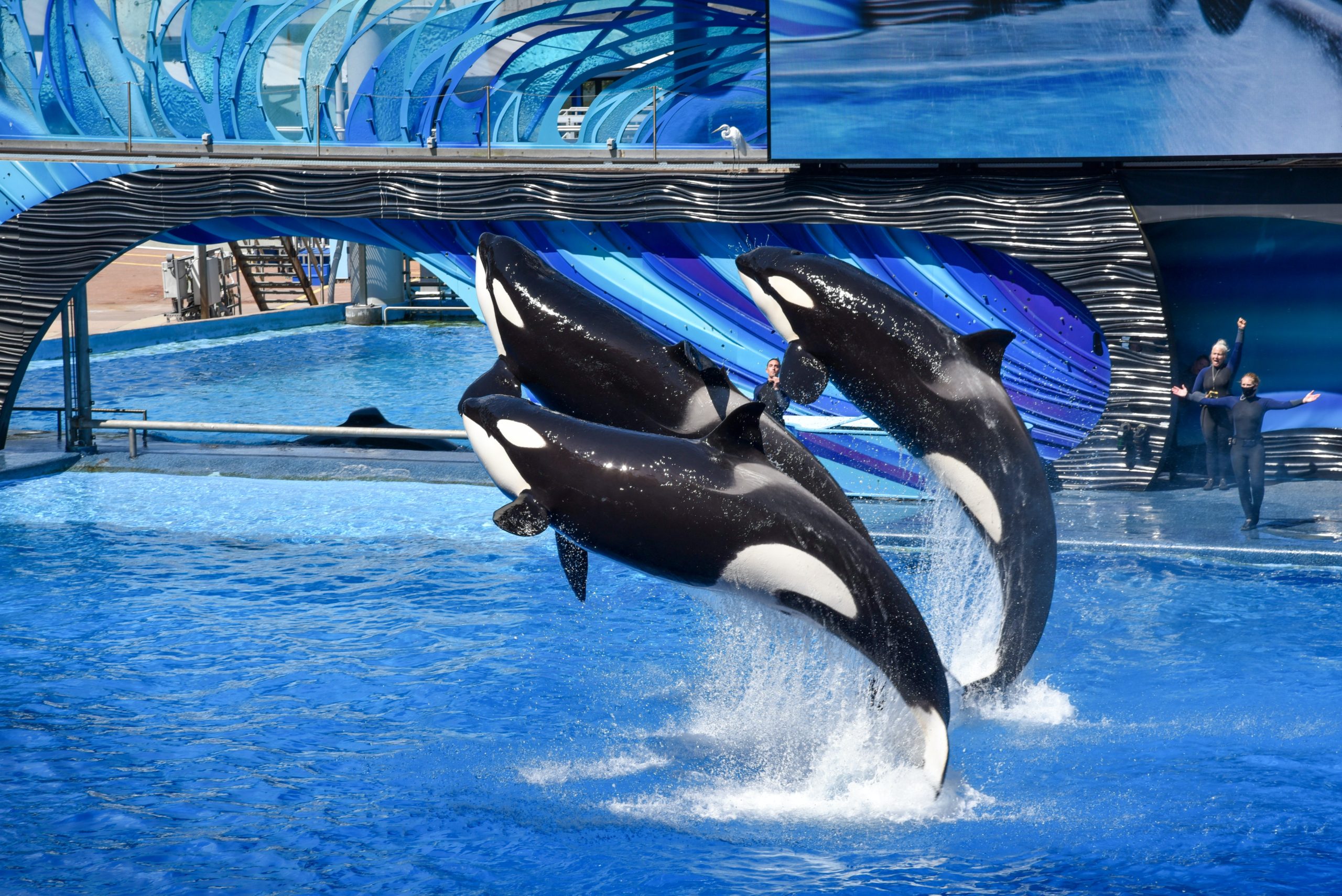 https://orcaspirit.com/wordpress/wp-content/uploads/2018/03/orcas-in-captivity-scaled-1.jpeg