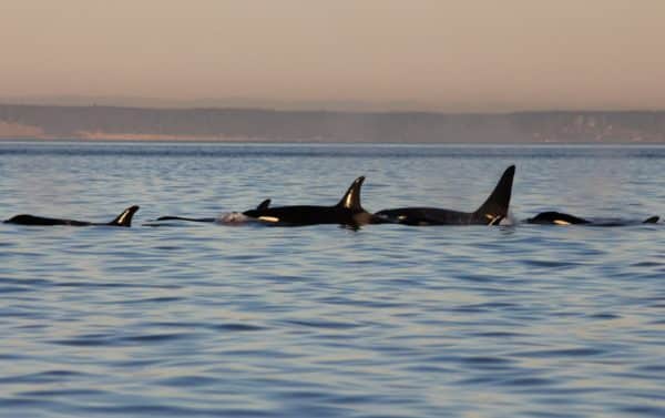 A pod of Southern Resident Killer Whales as seen on an Orca Spirit whale watching tour