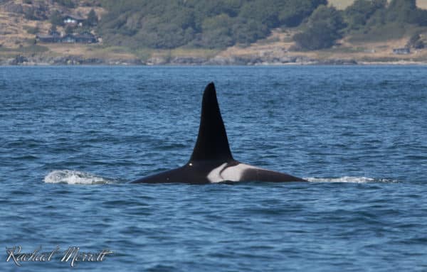 Southern Resident Killer Whale as seen on an Orca Spirit whale watching tour