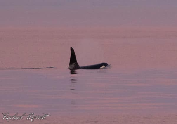 Southern Resident Killer Whale swimming through the Salish Sea at dusk as seen on an Orca Spirit sunset whale watching tour