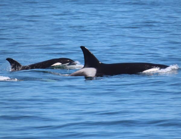 A mother and calf Transient/Bigg's Killer Whales as seen on an Orca Spirit whale watching tour