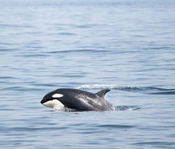 A killer whale calf breaching the water.