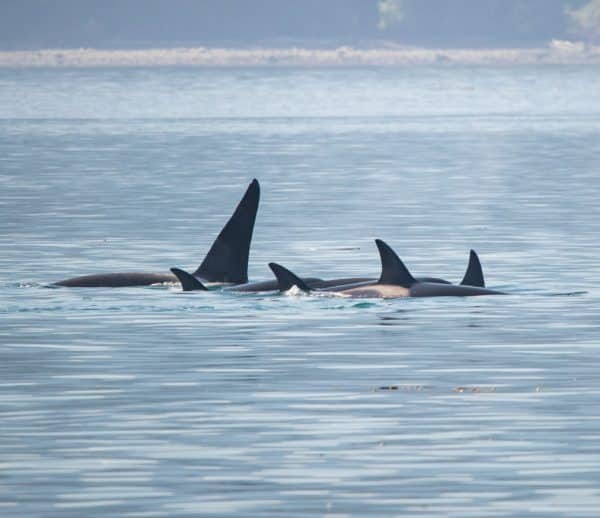 A pod of orcas in a hunting party.