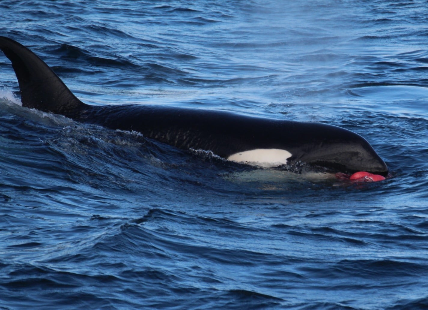 An orca with meat hanging out of its mouth on a successful hunt. 