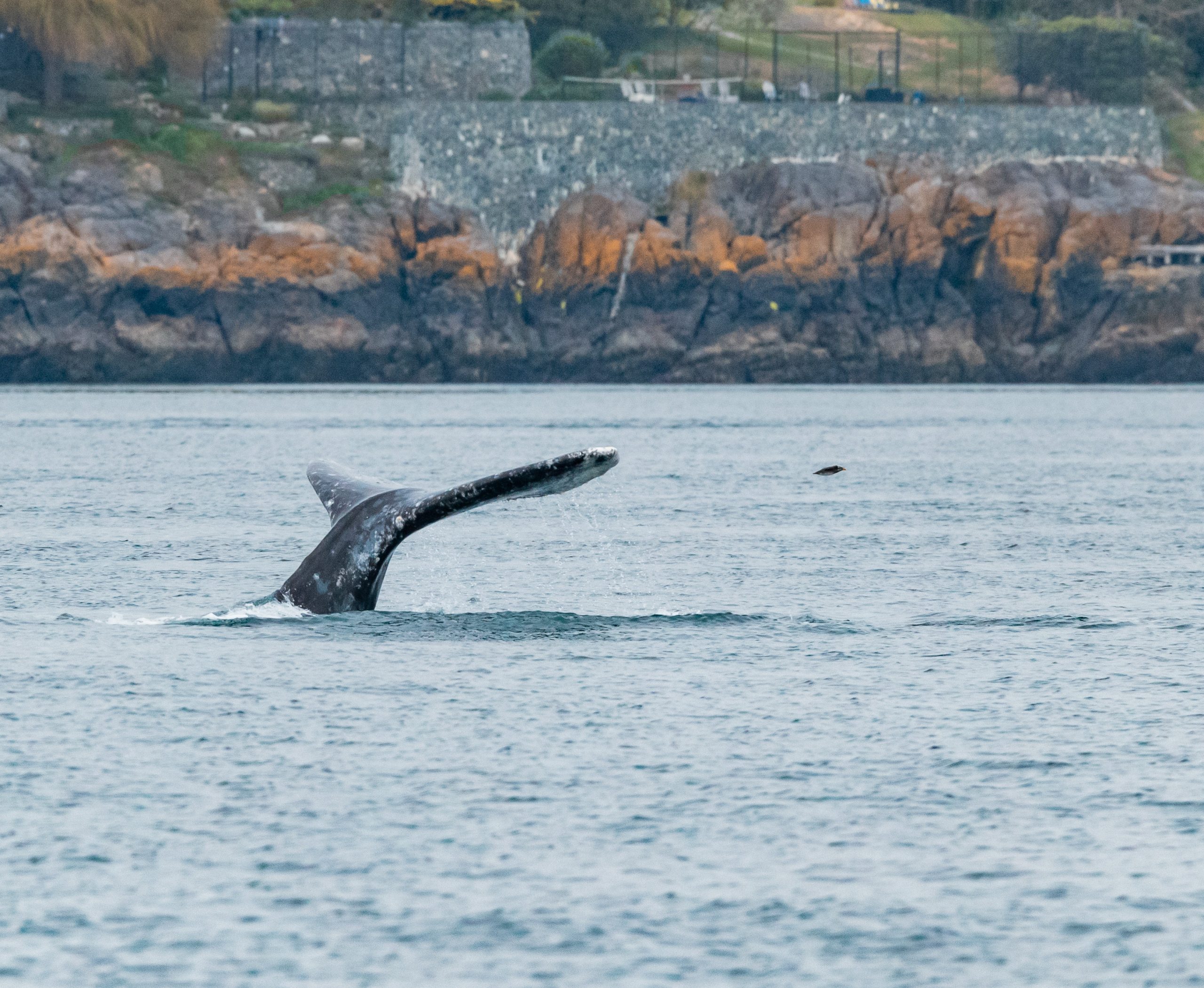 https://orcaspirit.com/wordpress/wp-content/uploads/2022/12/humpback-whales-harbour-porpoises.jpg