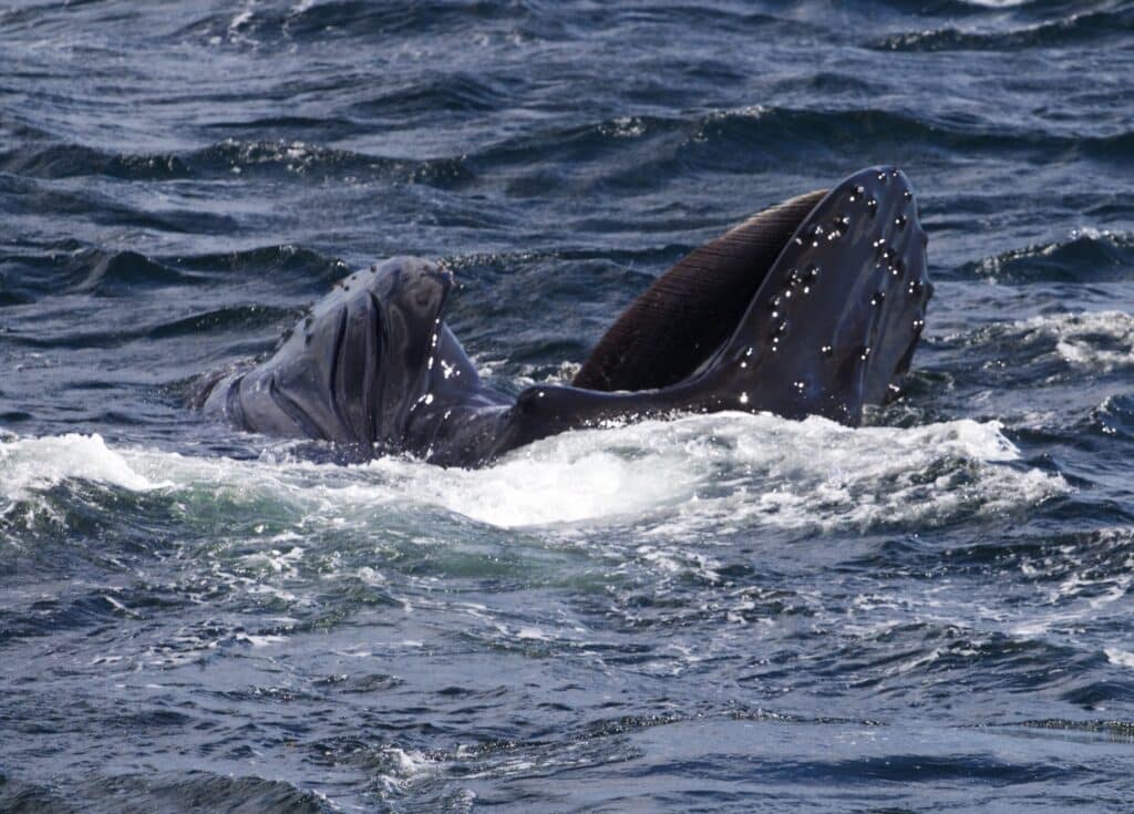 Victoria Whale Watching Report: Mother and Calf Bonding, and the Return ...