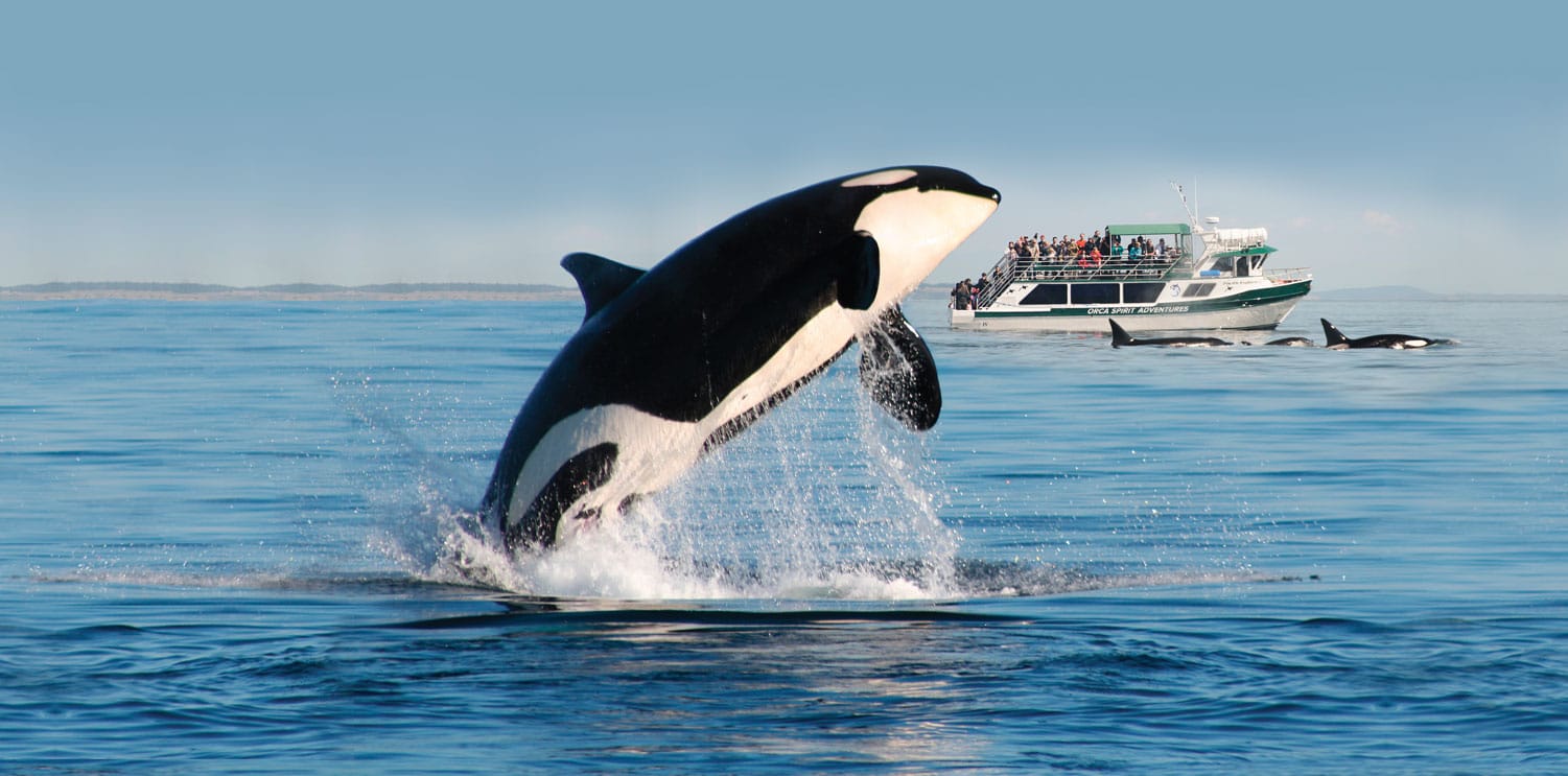 whale tours in victoria bc
