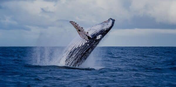 A humpback whale breaching the water, as seen on an Orca Spirit whale watching tour.