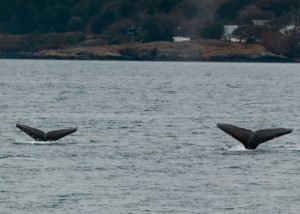 A pair of Humpback whale tails breaching the water on an overcast day.