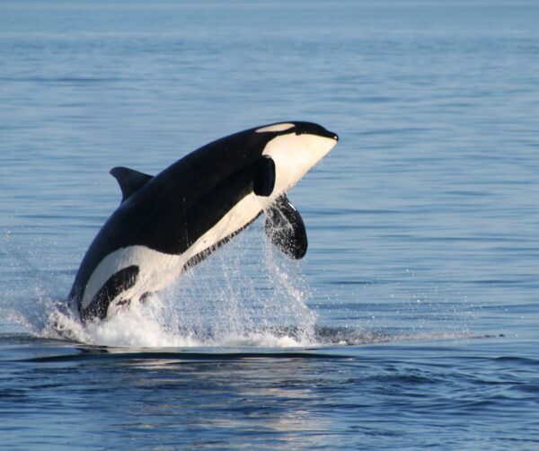 An orca breaching the water, as seen on an Orca Spirit whale watching tour. 