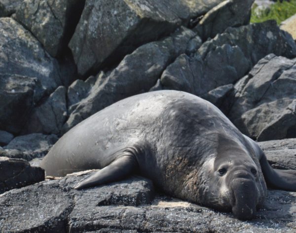 An elephant seal lounging on rocks, as seen on an Orca Spirit whale watching tour. 