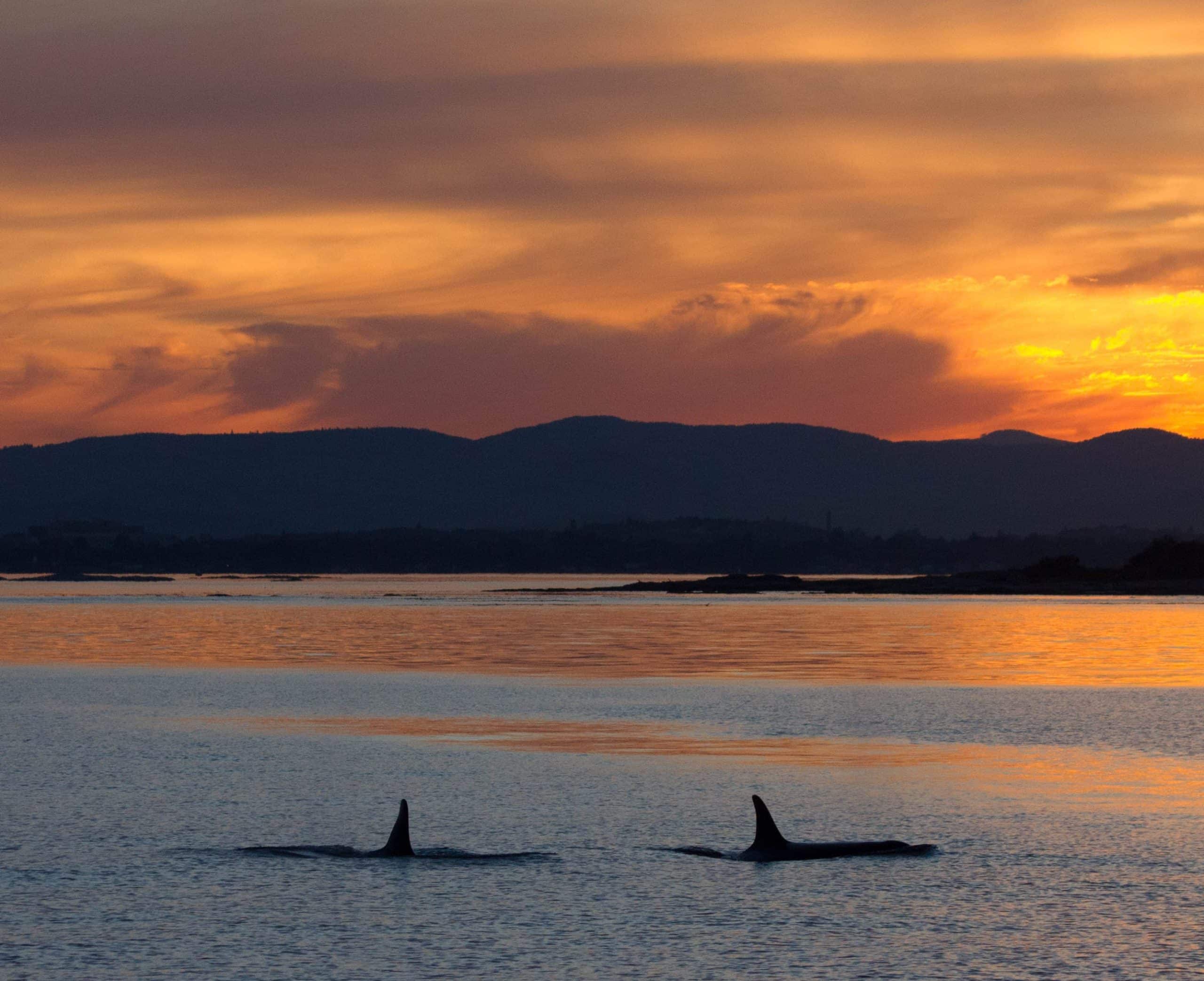Two orcas swimming at sunset with only their dorsal fins poking out of the water, as seen on an Orca Spirit whale watching tour. 