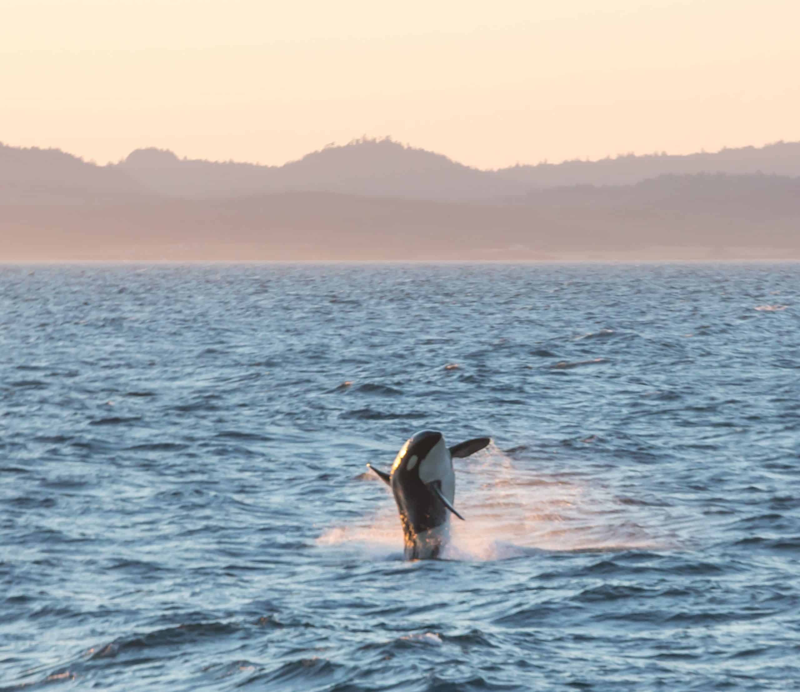 An orca leaping out of the water at dusk, as seen on an Orca Spirit whale watching tour. 