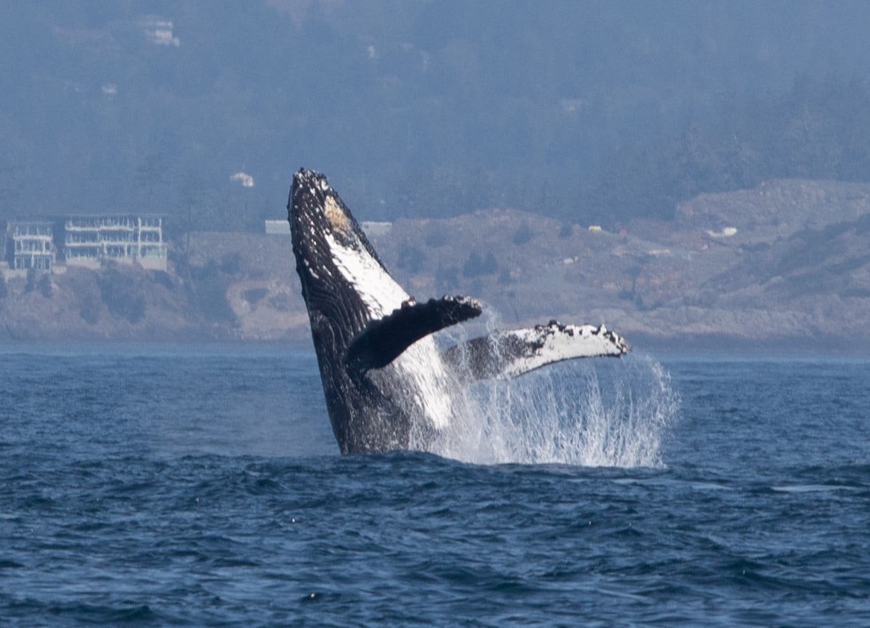 A humpback whale breaching the water as seen on a daytime Orca Spirit whale watching tour.