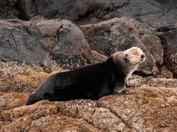 Mystery sea otter lounging on rocks. 