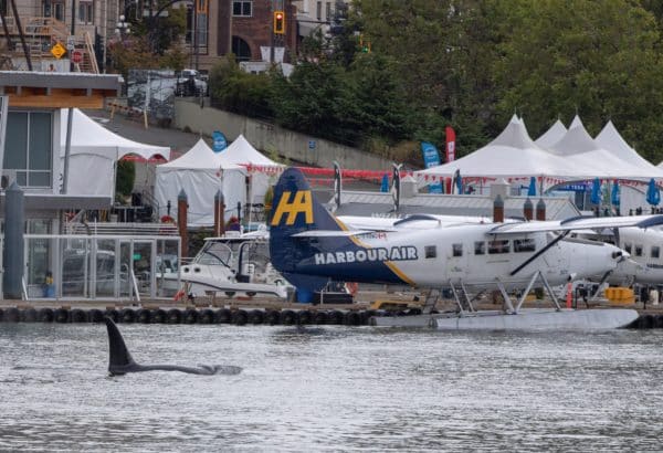 The killer whale Ooxjaa visible in the Victoria inner harbour nearby a parked Harbour seaplane.
