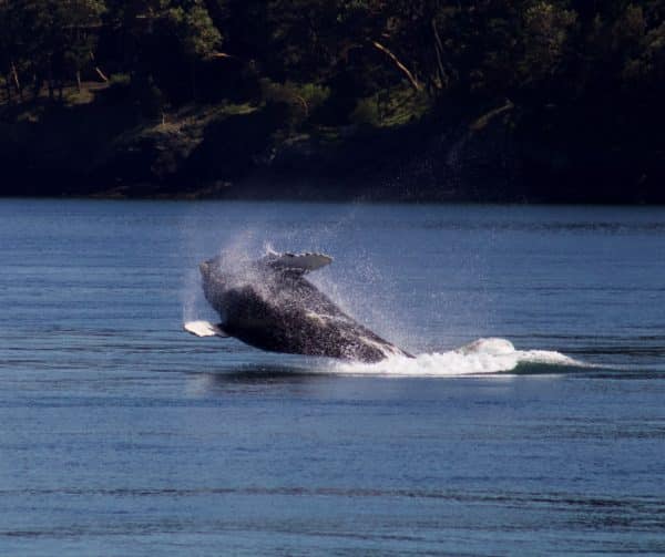 Male Humpback whale jumping out of the water to attract a female.
