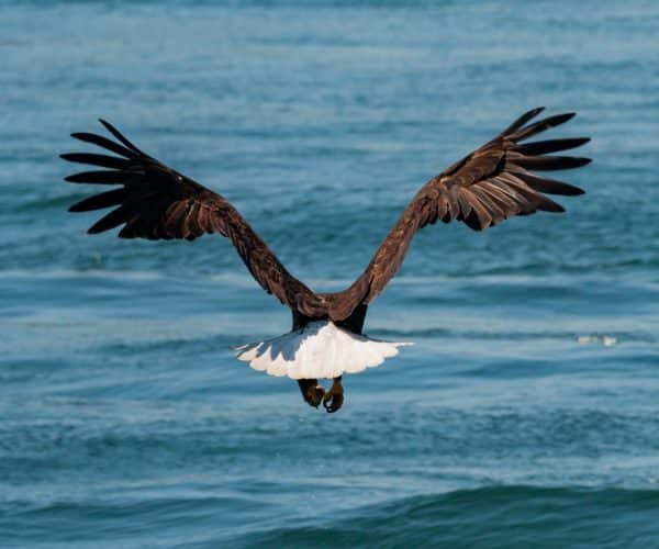 Rearview of a bald eagle mid flight above the ocean.