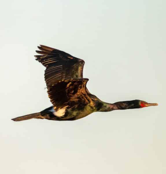 Red-faced cormorant in mid-flight.