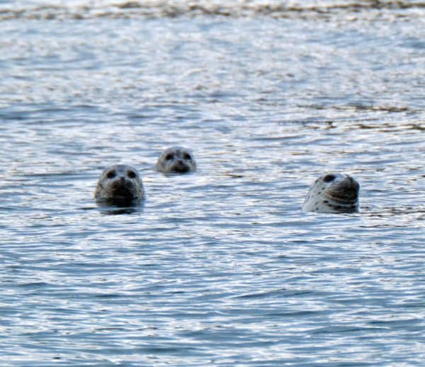 Three seals poking their heads out of the water.