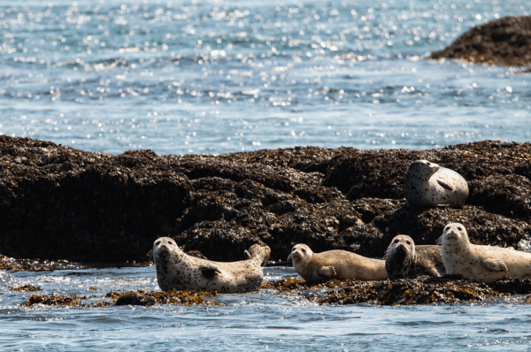 Five Harbour Seals lounging on rocks.