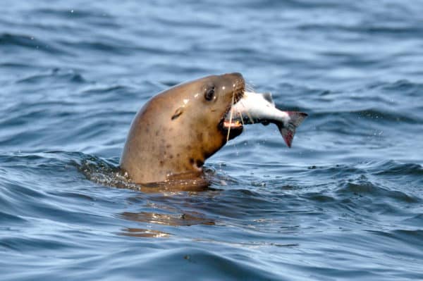 Harbour Seal with its head out of the water catching a fish.