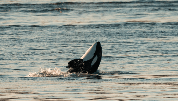 Bigg's Killer Whale breaching at sunset, as seen on a Victoria whale watching tour.