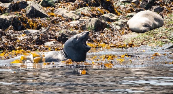 Harbour Seal lying on its stomach barking.