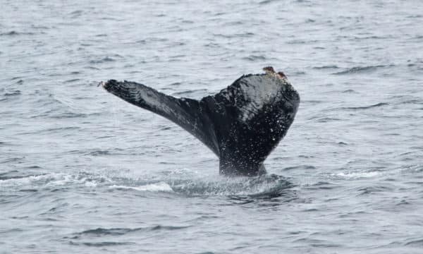 Humpback whale tail poking out of the Salish Sea. 