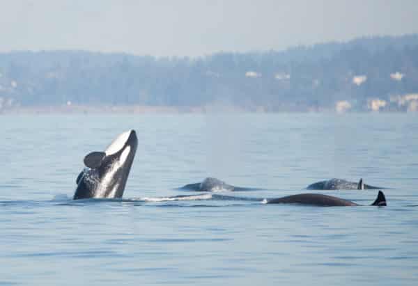 An orca breaching the water accompanied by their pod in the Salish Sea. 