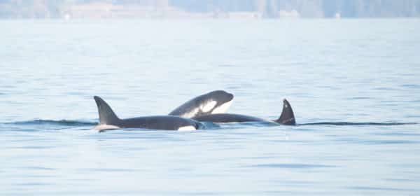 A pod of orcas with two orca heads peeking out of the water in the Salish Sea. 
