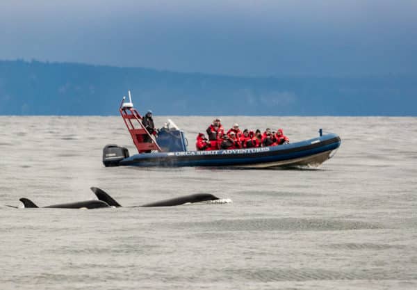 An Orca Spirit zodiac vessel floating near a pair of orcas. 