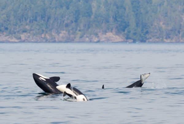 Three orcas breaching the water, one of the many ways the odontocete whale species communicates with one another. 