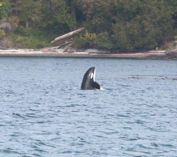 An orca breaching the water, one of the many ways the odontocete whales species communicates. 