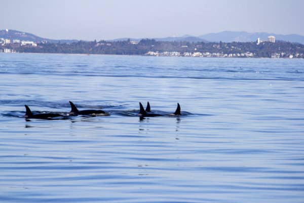 A pod of orcas as seen from the Inner Harbour in Victoria, the best place to whale watch on Vancouver Island. 