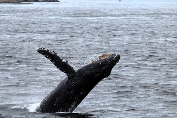 A humpback whale breaching the water, a common communication tactic for the mysticete whale species. 