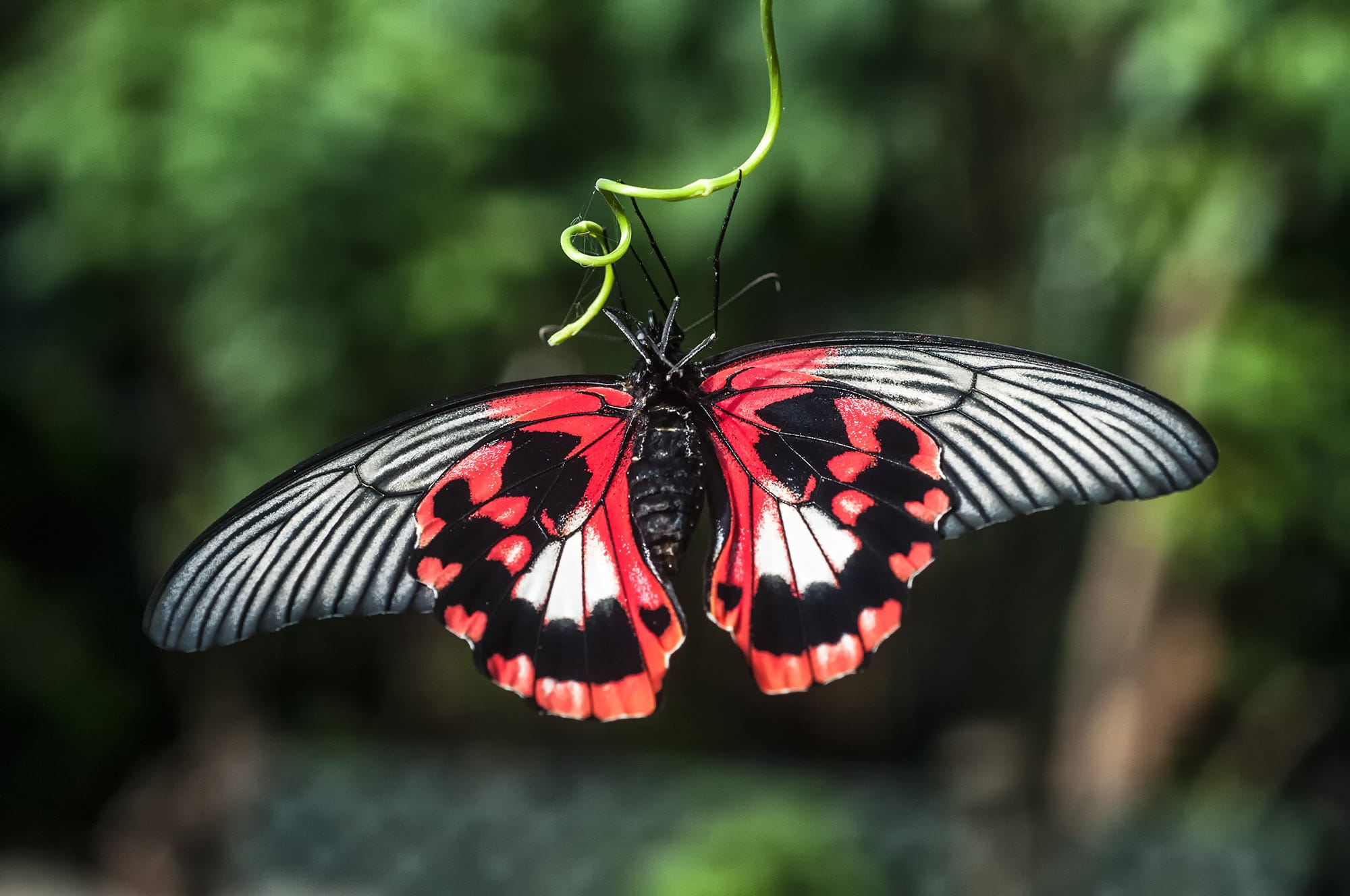 https://orcaspirit.com/wordpress/wp-content/uploads/2024/03/Butterfly_Gardens_8761-1.jpg