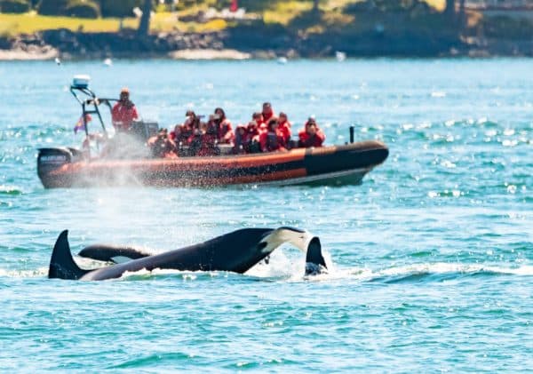 Orca Spirit guests wearing life jackets and comfortable clothes aboard a Zodiac vessel on a summer whale watching tour. 