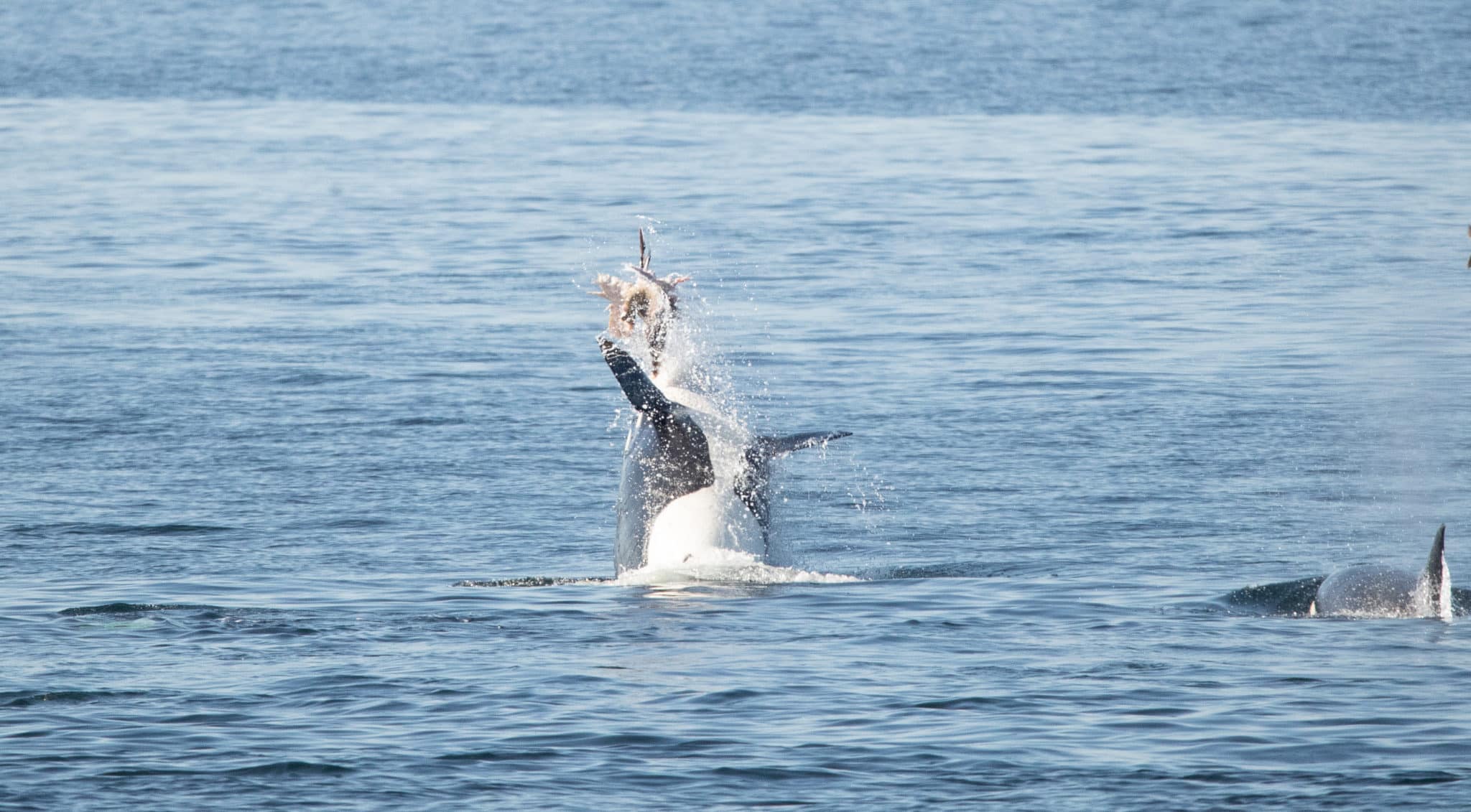 Transient Vs Resident Orcas What Are The Differences Orca Spirit   53233118819 C4001fa122 O 2048x1131 