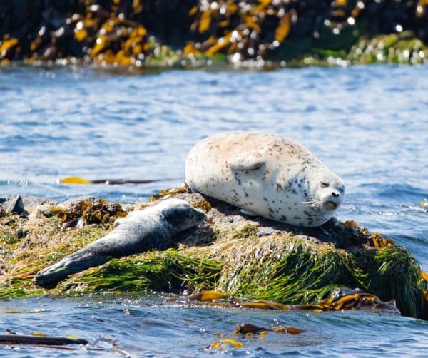 Harbour seals lounging on a rock, as seen during peak whale watching season in Victoria. 