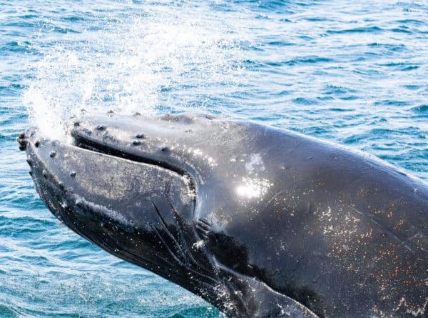 A humpback whale breaching the water, as seen during peak whale watching season in Victoria. 