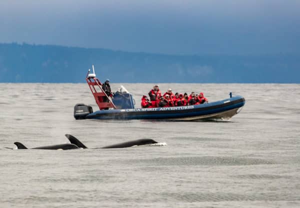 Orca Spirit guests wearing life jackets and warm layers aboard a Zodiac vessel on a winter whale watching tour. 