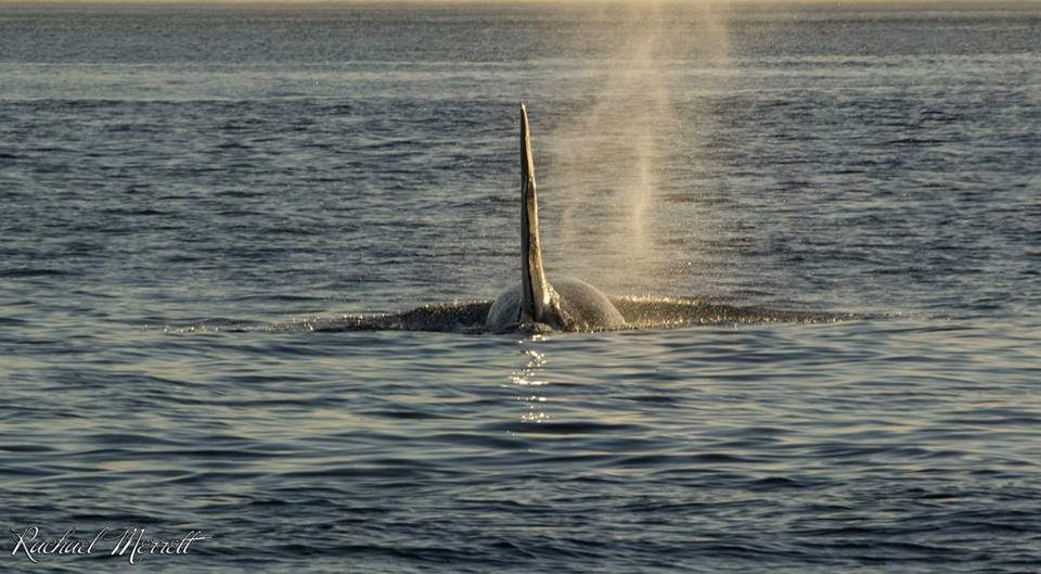 Sightings Blog Orca Sunset Tour June 13th