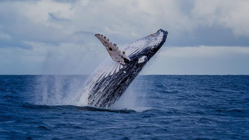 A humpback whale breaching out of the ocean under a cloudy sky.