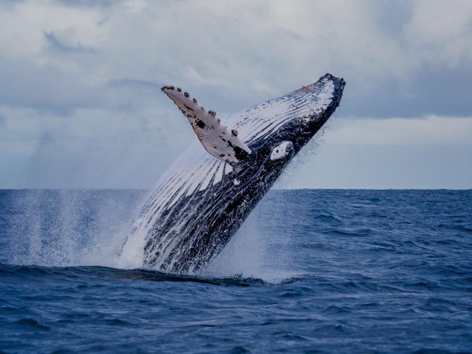 A humpback whale breaching out of the ocean under a cloudy sky.