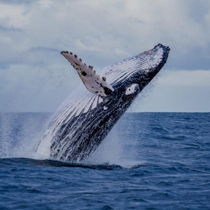 A humpback whale breaching out of the ocean under a cloudy sky.