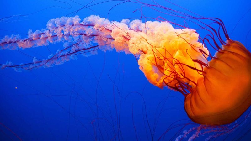 Orange jellyfish with long tentacles swimming in blue water.