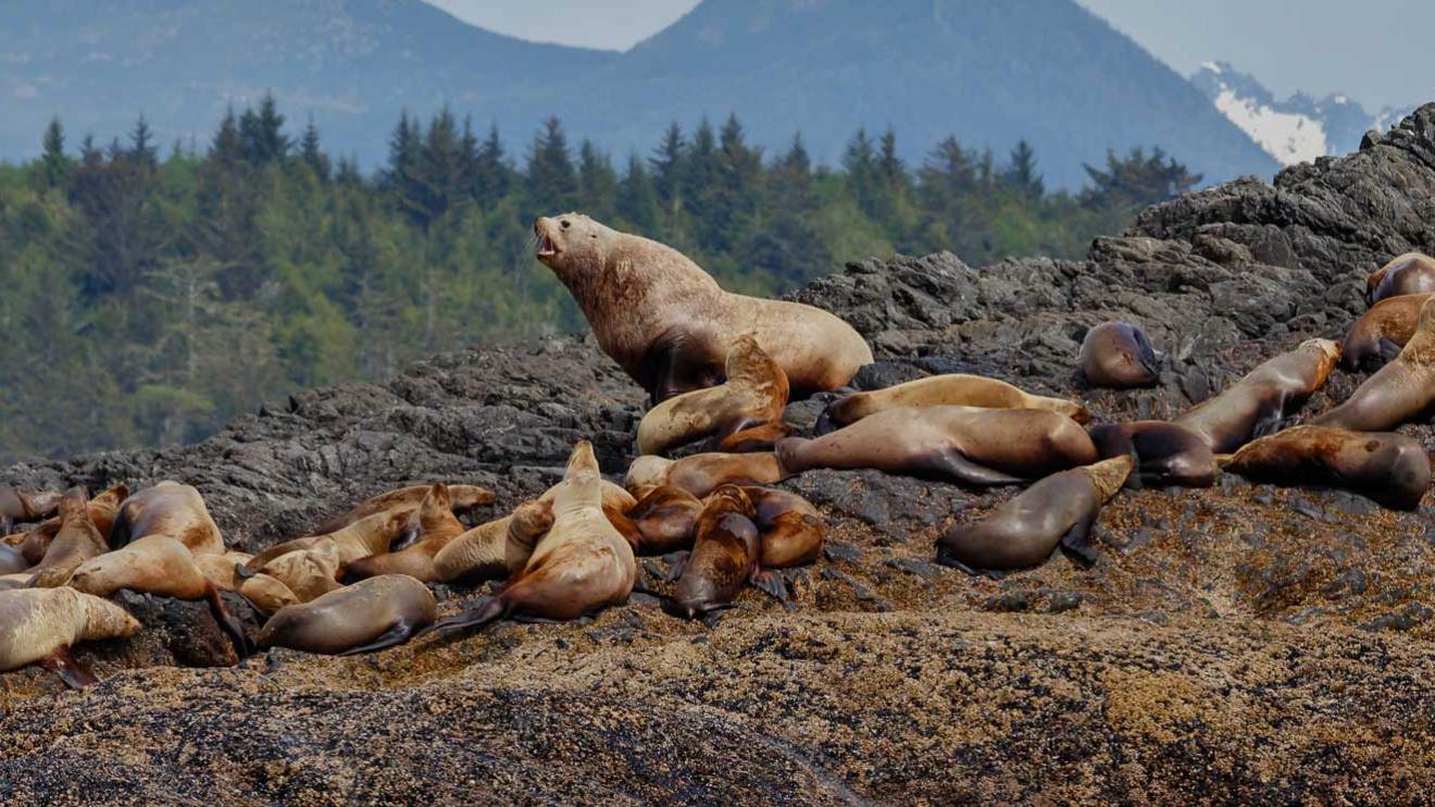 Group of sea lions resting on rocky shore with forest and mountains in background.