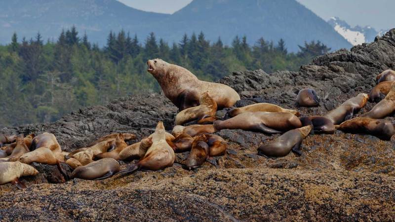 Group of sea lions resting on rocky shore with forest and mountains in background.