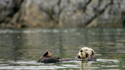 Sea otter floating on its back in calm water near rocky shoreline.